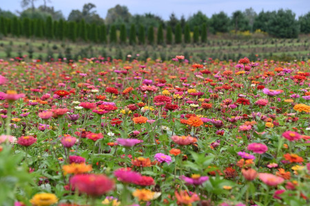 Flower Fest by gardens of erie