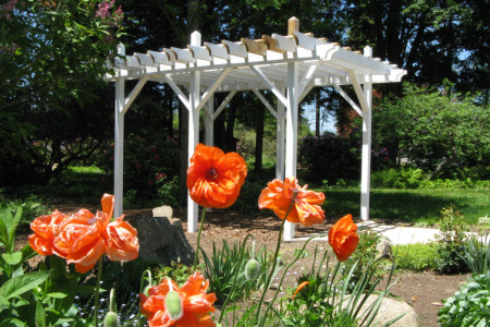 Goodell Poppy Arbor 1024x768 from Goodell